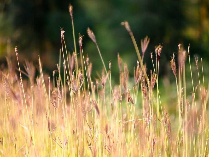 社交恐惧症的神经认知机制及干预策略研究